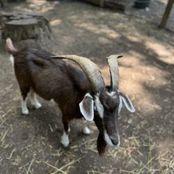 Ballyhoo Petting Zoo