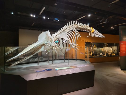 Lee Kong Chian Natural History Museum, Singapore by null