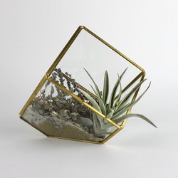Visual Shift aka Botanical Art - Tillandsia AirPlant Terrarium DIY Plant Nite Event in Providence Pawtucket RI