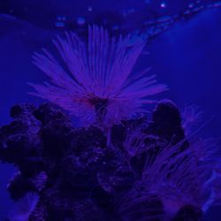 Aquarium de la Porte Dorée