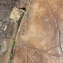 Photo of Houston Concrete Staining