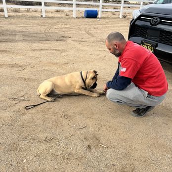 Dog Training Bri - Pet Training Near Me Dog Training Bri - Pet Training Near Me