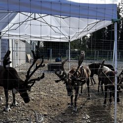 Antler Academy
