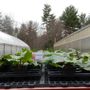 Photo of Punch Brook Farm Greenhouses