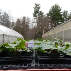 Punch Brook Farm Greenhouses - Perennials