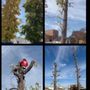 Photo of Matilde's Tree Service