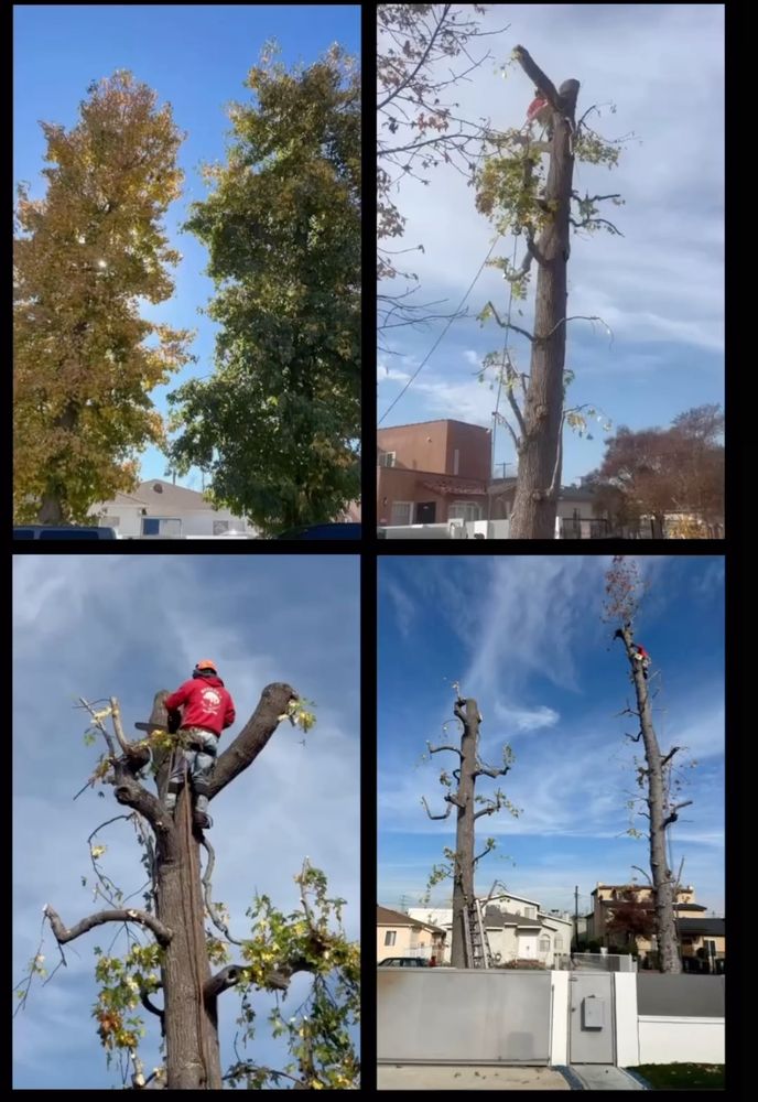 Matilde's Tree Service - tree service in Los Angeles, CA