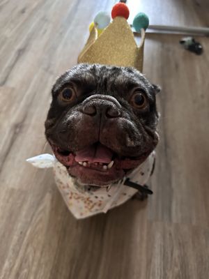 Lawndale Pet Hospital by null