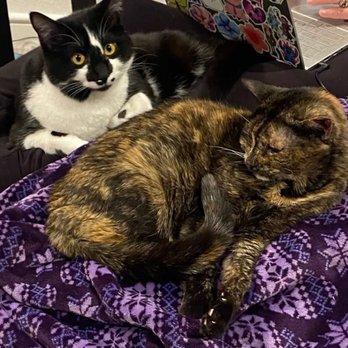 Pawsitively Purrfect - Portafina and Purrscilla - Pet Sitting Near Me Pawsitively Purrfect - Portafina and Purrscilla - Pet Sitting Near Me