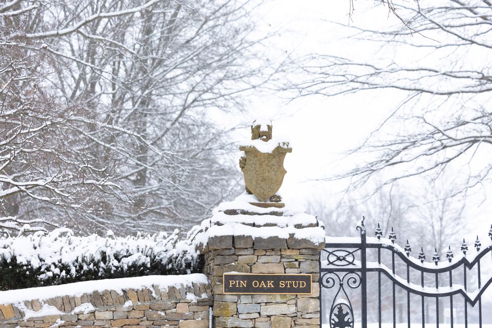Pin Oak Stud - equestrian in Versailles, KY