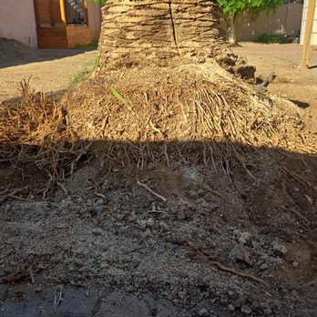 IR Tree Design - Landscaping Near Me - Phoenix, Arizona IR Tree Design - Landscaping Near Me - Phoenix, Arizona