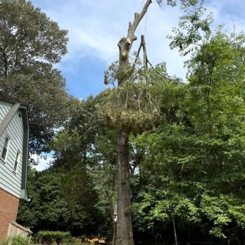 Jorge Anibal Tree Service - Tree Services Near Me - Chesapeake, Virginia Jorge Anibal Tree Service - Tree Services Near Me - Chesapeake, Virginia