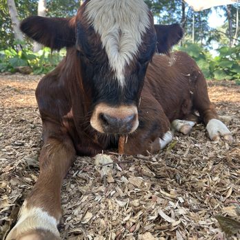 Krishna Cow Sanctuary - Animal Physical Therapy Near Me