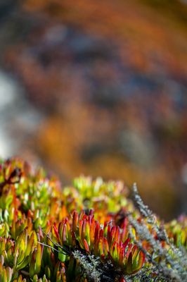Point Lobos State Natural Reserve by null