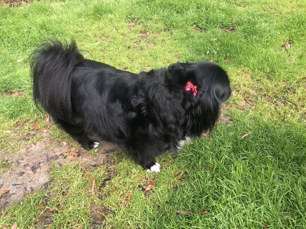 BIG BUBBLES DOG GROOMING Updated April 2024 1531 Farm to Market 359