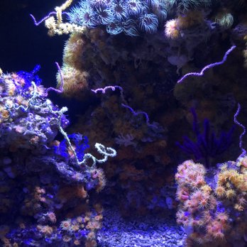 Seattle Aquarium - Aquariums Near Me - Seattle, Washington Seattle Aquarium - Aquariums Near Me - Seattle, Washington