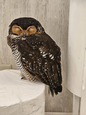 Owl Cafe Tokyo by null