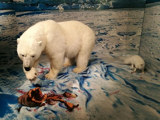 Prince of Wales Northern Heritage Centre by null