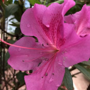 Kiefer Landscaping & Nursery - Nurseries & Gardening Near Me - Durham, North Carolina