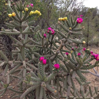 Bear Mountain Lodge - Bed & Breakfast Near Me - Silver City, New Mexico