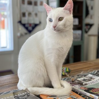 The Dancing Cat - Pet Adoption Near Me - San Jose, California