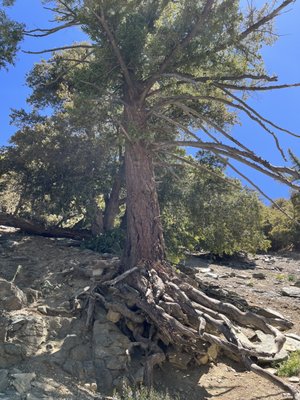 San Antonio Falls Trailhead by null