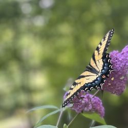 Durant Nature Park - Beautiful monarch butterfly when we first walked in down a rougher dirt path.. I got a bad feeling as I continued so we turned around..