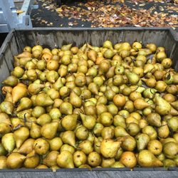 Pony Shack Cider