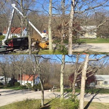 Mike's Professional Tree Service - Before and after tree trimming - Tree Services Near Me - Coventry, Rhode Island