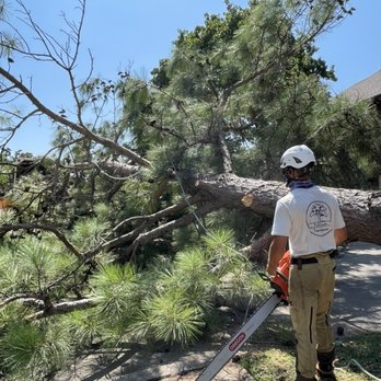 Full Circle Tree Service - HOA had us remove this pine at the entrance of the neighborhood. - Tree Services Near Me - Guthrie, Oklahoma