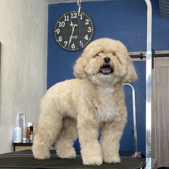 Wag n’ Swag - Before Toby's grooming - Pet Groomers Near Me - Los Angeles, California Wag n’ Swag - Before Toby's grooming - Pet Groomers Near Me - Los Angeles, California