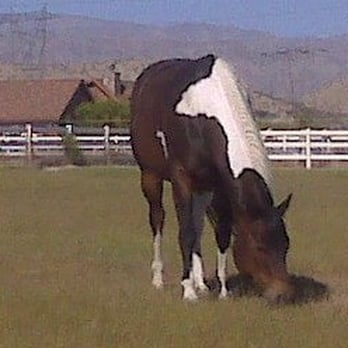 Shadow Mountain Ranch - Horse Boarding Near Me - Thousand Palms, California Shadow Mountain Ranch - Horse Boarding Near Me - Thousand Palms, California
