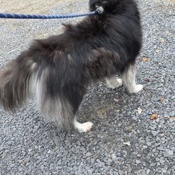 Pine Creek Kennels Pet Resort - My dog after being groomed