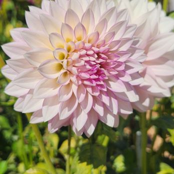 Filoli - Botanical Gardens Near Me - Woodside, California