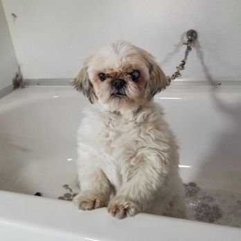 Charspets Mobile Grooming - Pet Groomers Near Me