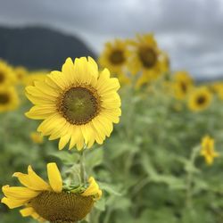 Waimānalo Country Farms - Sunflower blowing in the wind