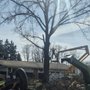 Photo of Brown's Tree Service