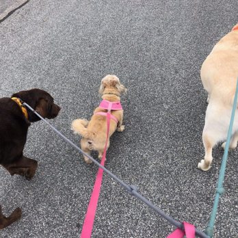 Tired Tails - Dog Walkers Near Me
