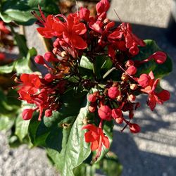 Orange Beach Hardware Garden Center