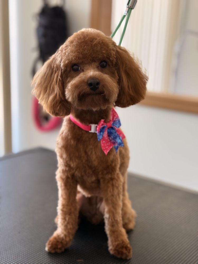 Noah’s Ark Pet Spa Image