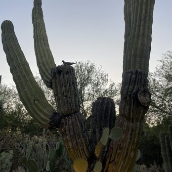Desert Botanical Garden - Prickly pear in a saguaro - Botanical Gardens Near Me - Phoenix, Arizona Desert Botanical Garden - Prickly pear in a saguaro - Botanical Gardens Near Me - Phoenix, Arizona