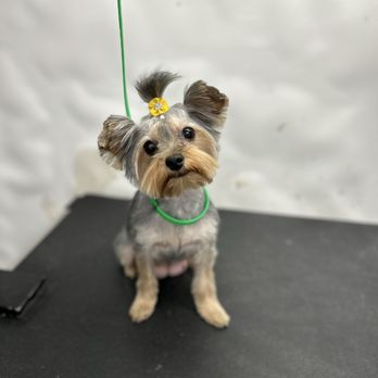 The Golden Paw Spa - Pet Groomers Near Me The Golden Paw Spa - Pet Groomers Near Me