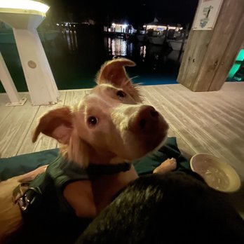 Nauti Dawg - Gio enjoying the view and some water :) - Seafood Near Me - Lighthouse Point, Florida