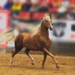 Copper View Farms - CV Maranello GoldRush approved warmblood breeding stallion 75% arabian