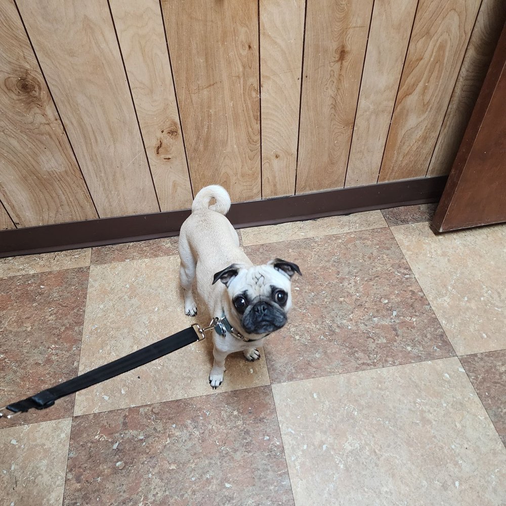 Tooele Veterinary Clinic - Waiting to see Dr. Roundy :) - Veterinarians Near Me - Tooele, Utah Tooele Veterinary Clinic - Waiting to see Dr. Roundy :) - Veterinarians Near Me - Tooele, Utah