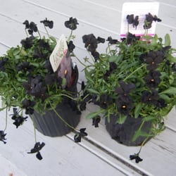 Warren's Bargains Galore - Two black magic violas