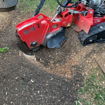 Miguel Mendoza's Professional Tree Stump Removal - Tree Services Near Me Miguel Mendoza's Professional Tree Stump Removal - Tree Services Near Me