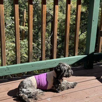 BEST of Big Bear Lake CA Dog Boarding Yelp