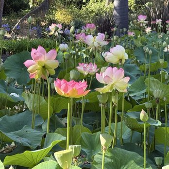 Lotusland - Water garden - Botanical Gardens Near Me - Santa Barbara, California Lotusland - Water garden - Botanical Gardens Near Me - Santa Barbara, California