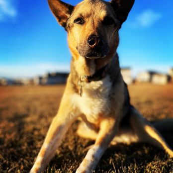 1. Sploot Veterinary Care - 9+CO
